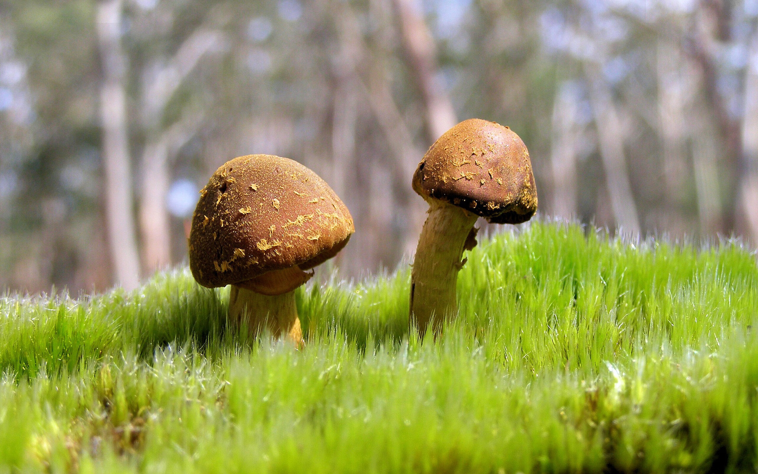 开云体育娱乐app安全-法甲新秀崭露头角：未来足球领袖！，法甲新赛季前瞻