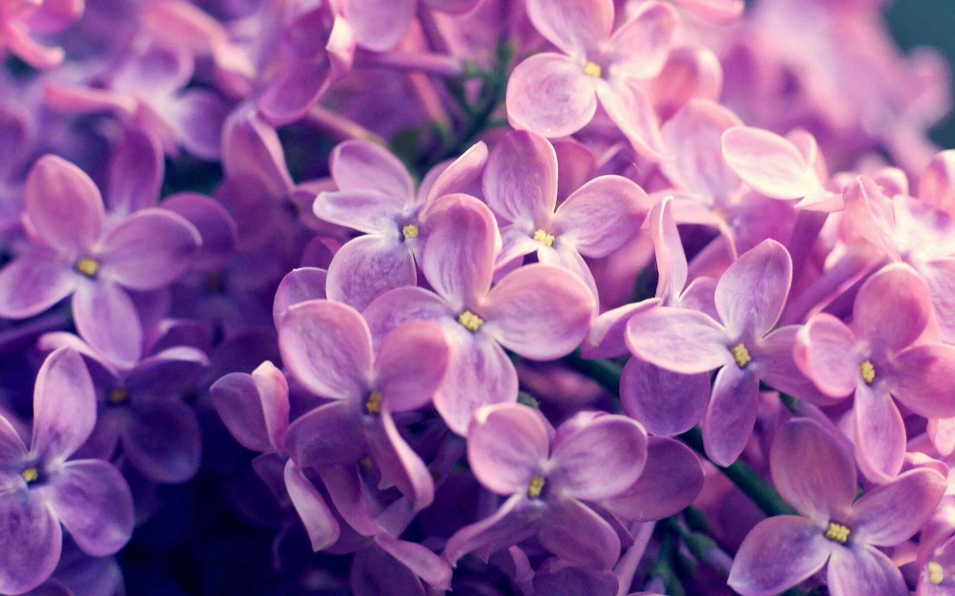 法甲新秀崭露头角:未来足球领袖!,法甲新赛季前瞻