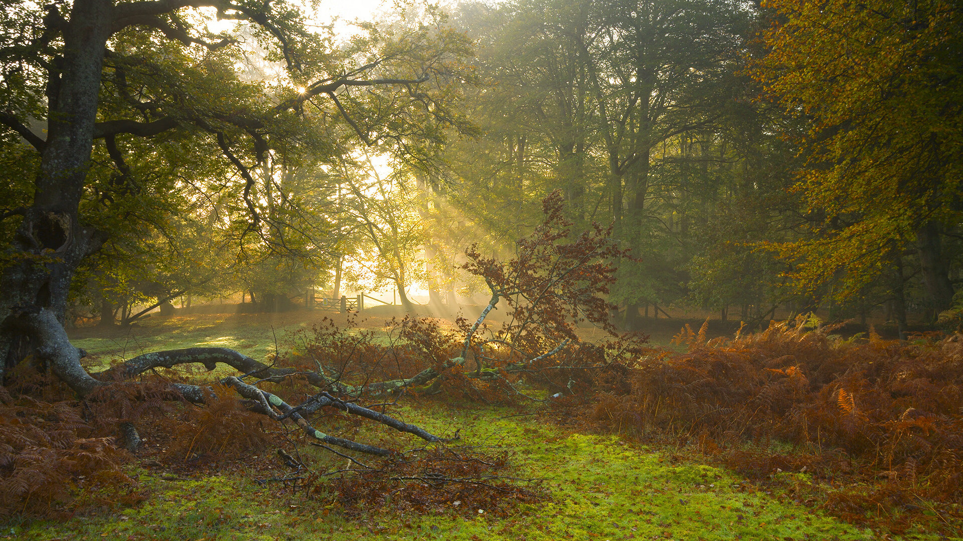 开云APP下载-美洲杯最燃时刻：明星拼搏，激情激荡！，美洲杯经典比赛