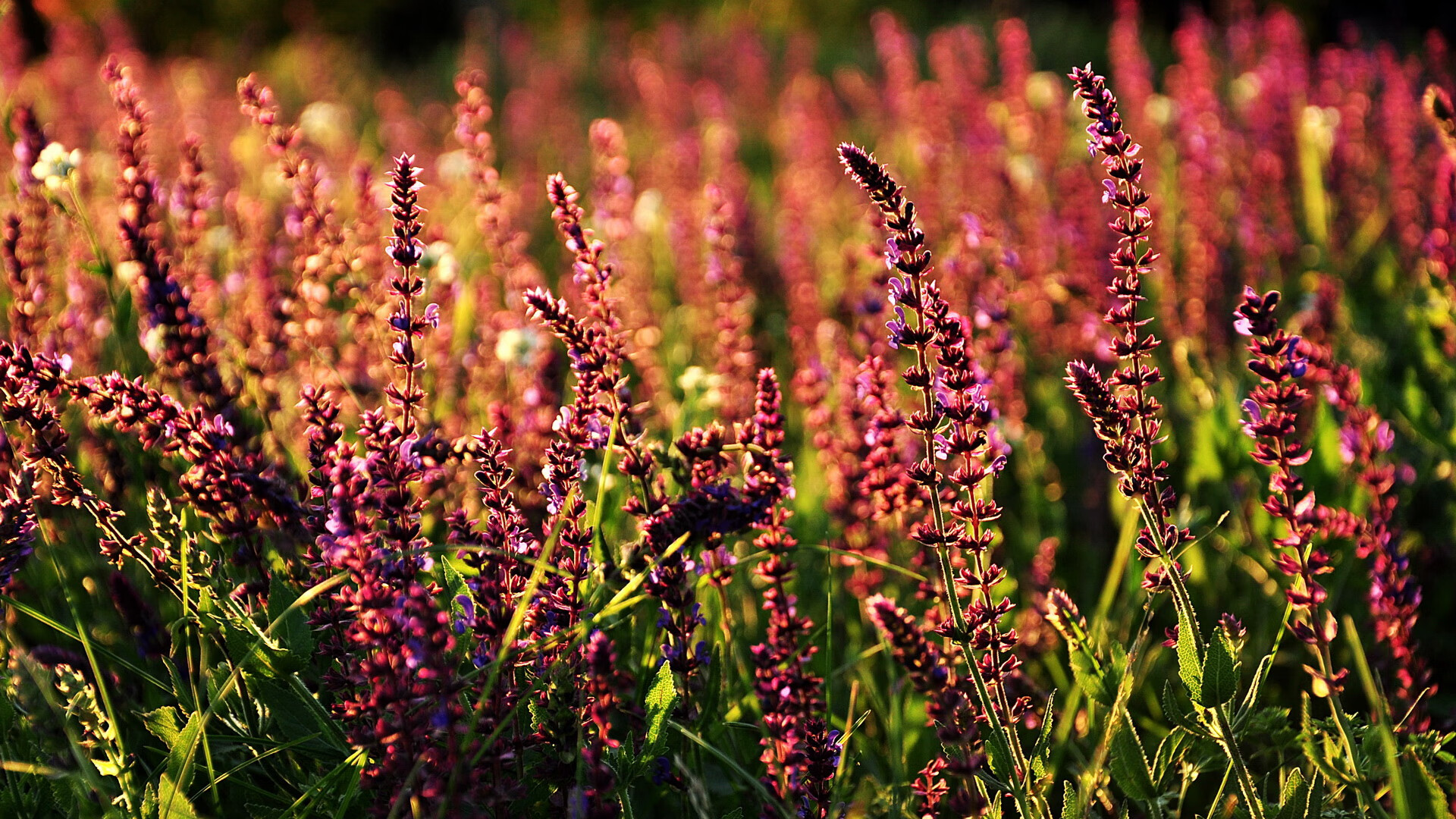开云官网-西班牙男篮在欧洲锦标赛中表现出色，夺冠再创历史新高，西班牙男篮最好成绩