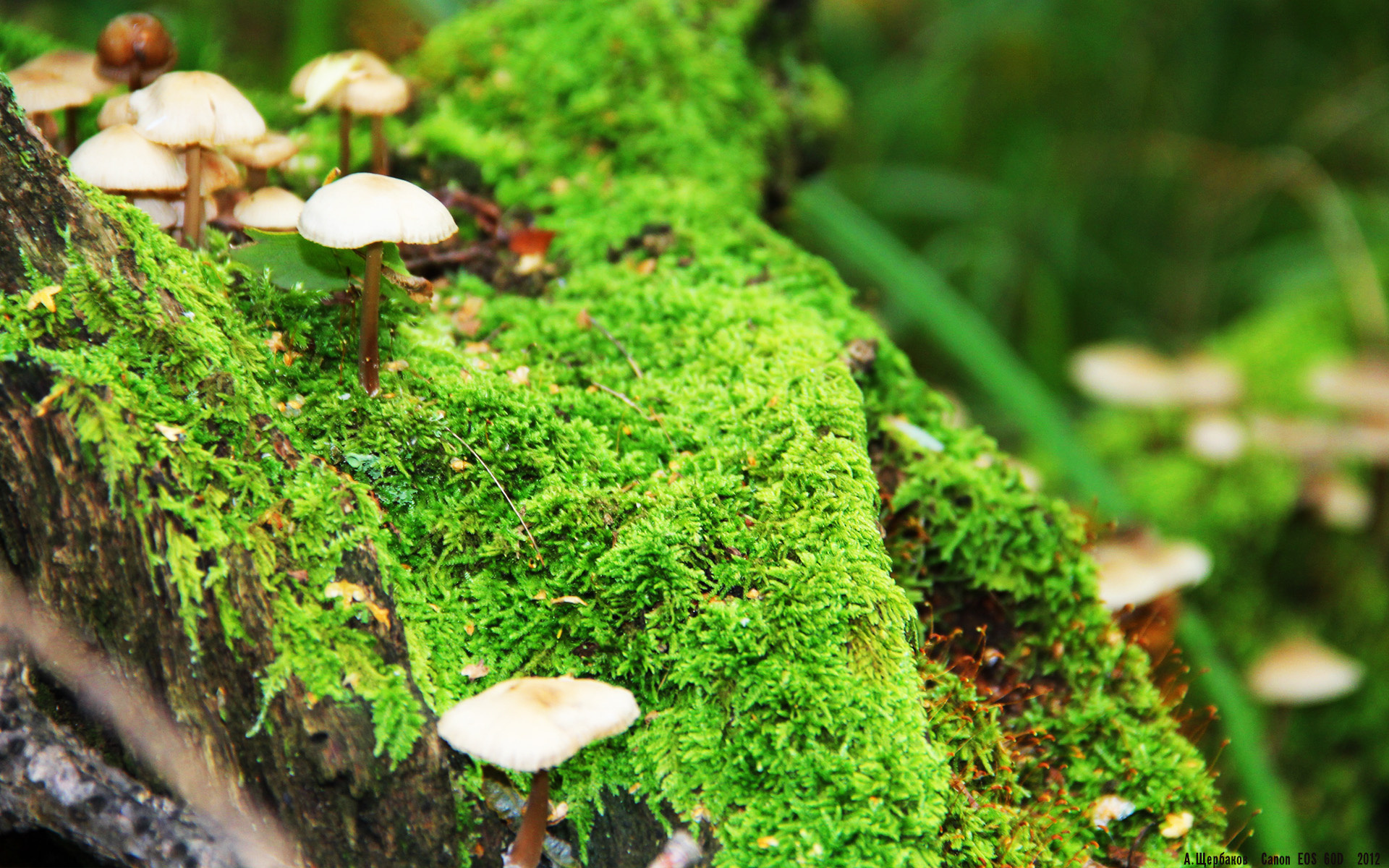 开云在线-麦肯齐：凭借超快的启动速度和精确的传球，带动全黑队进攻节奏