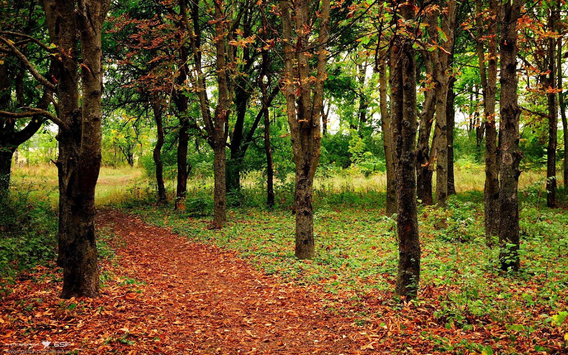 开云体育下载-黎巴嫩男篮在西亚锦标赛中持之以恒，冲击奥运格局，黎巴嫩篮球队什么水平